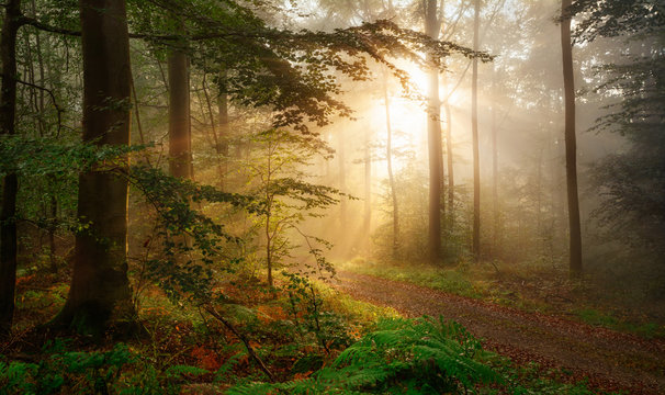 Fototapeta Golden rays of sunlight falling into a misty forest