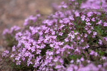 Obraz premium thyme