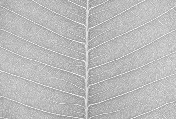 Closeup surface abstract pattern at the fresh leaf textured background in black and white tone
