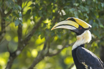 Portrait Great horn bill in National Park,Thailand	