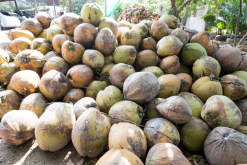 coconuts
