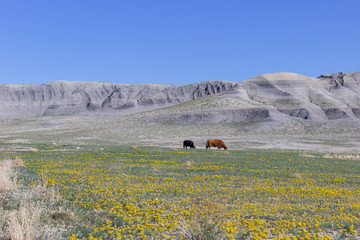 Cows in the middle of wide land