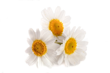 Three chamomile or daisies isolated on white background