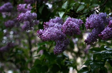 Сирень после дождя 