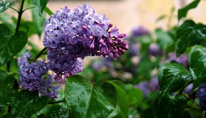 Сирень после дождя 