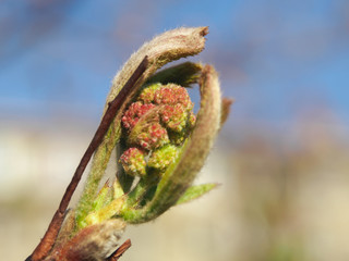 branch