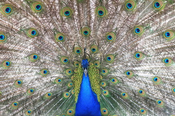 Obraz premium Proud blue peacock showing beautiful feathers / peacock spreading its tail / peacock portrait / beautiful multicolored peacock