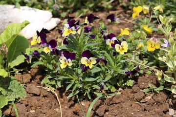 Garden / Pansy - beautiful summer flowers.