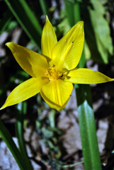 Yellow wild tulip flower close-up, wild growing in forest