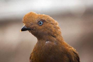 Andean cock-of-the-rock (Rupicola peruvianus)