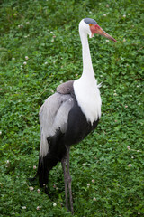 Wattled crane (Bugeranus carunculatus).