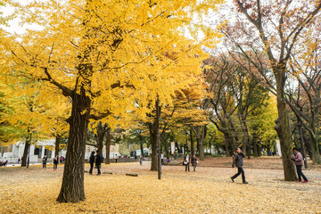 people at the ginkgo park in autumn season taken in Tokyo Japan on 6 December 2016