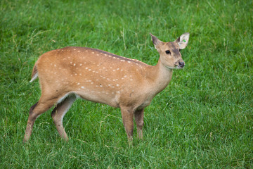 Indian hog deer (Hyelaphus porcinus)