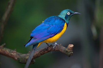 Golden-breasted starling (Lamprotornis regius)