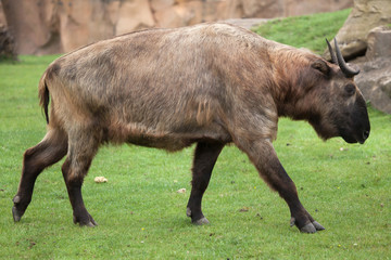 Fototapeta premium Mishmi takin (Budorcas taxicolor taxicolor)