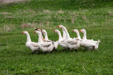 Flock of geese grazing on grass in spring field