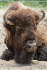 American bison (Bison bison)