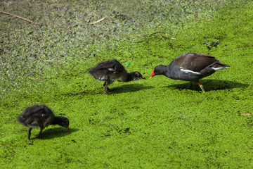 Common moorhen (Gallinula chloropus)