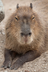 Capybara (Hydrochoerus hydrochaeris).