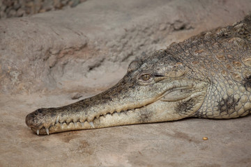 Slender-snouted crocodile (Mecistops cataphractus).