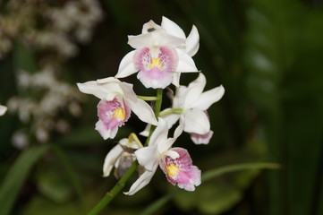 Blühende Orchidee