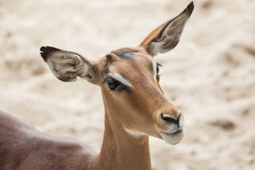 Impala (Aepyceros melampus).