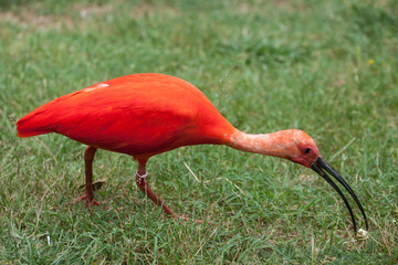 Scarlet ibis (Eudocimus ruber)