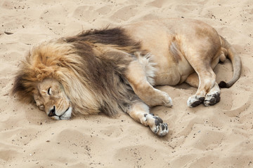 Naklejka premium Lion (Panthera leo).