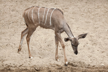 Greater kudu (Tragelaphus strepsiceros).