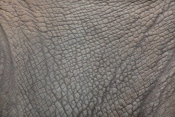 Zuidelijke witte neushoorn (Ceratotherium simum simum).