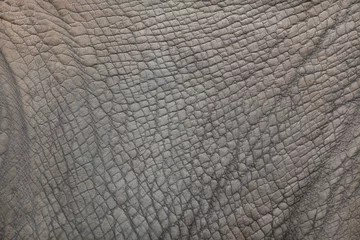 Foto op geborsteld aluminium Neushoorn Zuidelijke witte neushoorn (Ceratotherium simum simum).