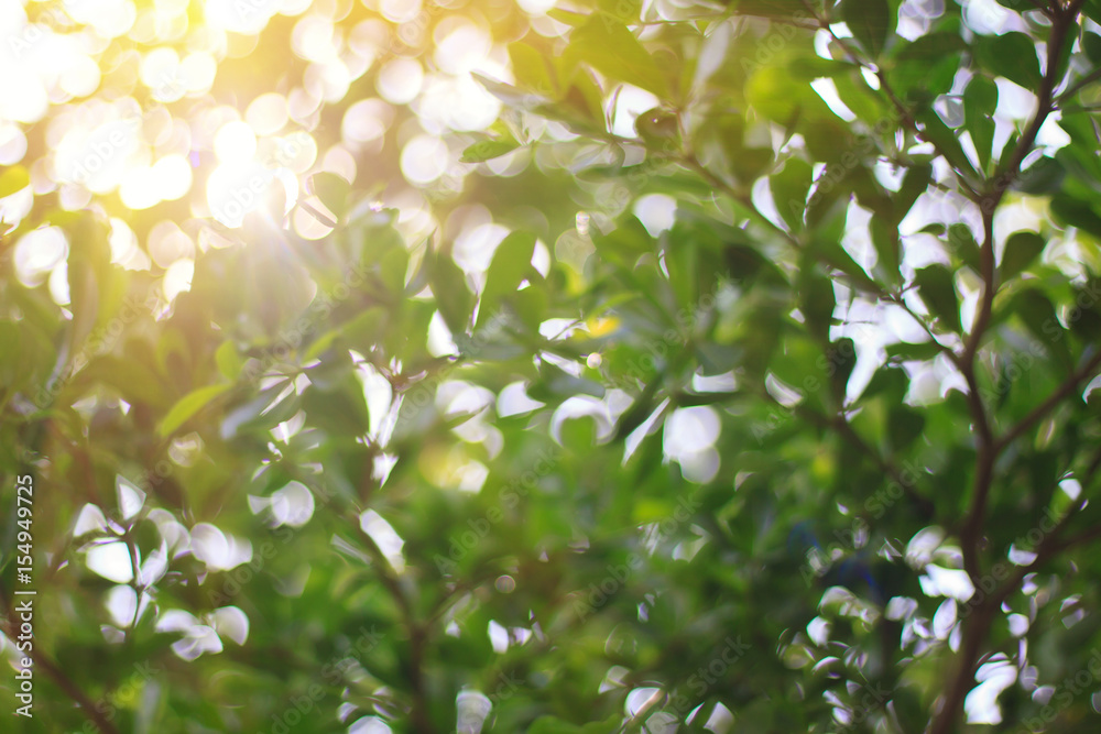 Poster blurred, leafy trees in nature and light