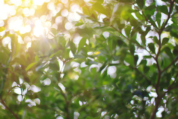 Blurred, leafy trees in nature and light