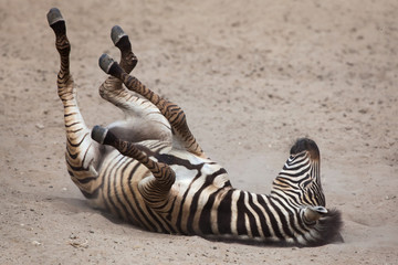 Chapman's zebra (Equus quagga chapmani).