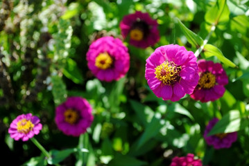 Obraz premium Pink flowers in my garden