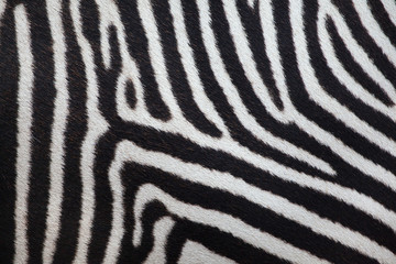 Grevy's zebra (Equus grevyi). Skin texture.