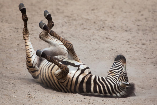 Fototapeta Chapman's zebra (Equus quagga chapmani).