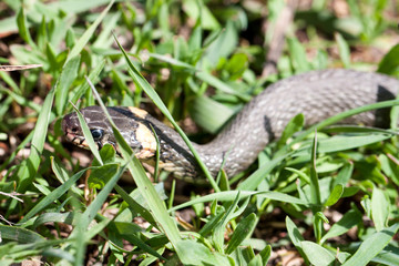 grass snake Natrix natrix in the grass