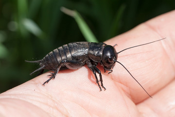 hand holding field cricket outdoors. Gryllus campestris