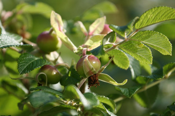 briar