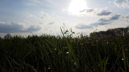 Trawy. Zachód słońca © michalsen