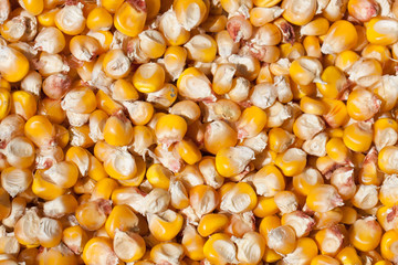 Dried corn as a background. Top view