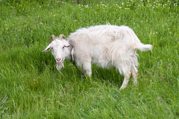 Obraz premium One white goat grazing on green grass in a field