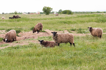 Naklejka na ściany i meble A flock of sheep grazing in a meadow