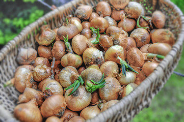 Big red and golden onions vegetables for culinary in basket