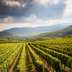 Naklejka premium View of a typical alsatian landscape under a stormy summer sky with heavy and dark clouds, the village of Westhalten down below, vineyard in the foreground and hills in the background