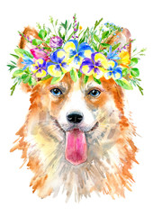 Pembroke Welsh Corgi portrait.Greeting card of a dog and floral wreath.House pet.Watercolor hand drawn illustration.White background.