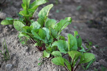 Beet growing in the kitchen-garden