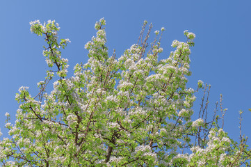 Big white Apple beautiful flowering apple tree blooming with blue sky