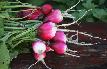 Fresh radishes on wooden background